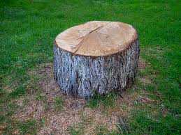 Best Hazardous Tree Removal  in Goldendale, WA
