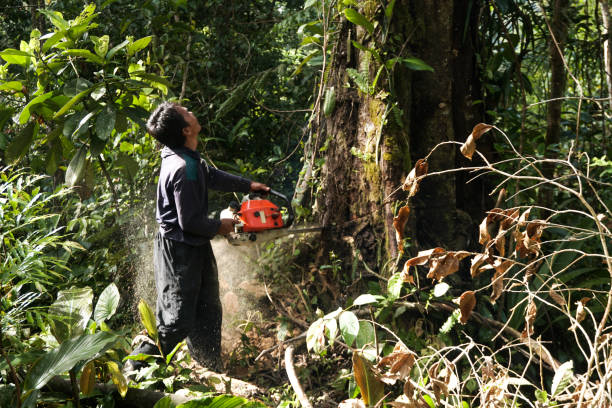 Best Arborist Consultation Services  in Goldendale, WA