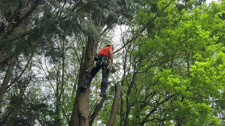 Best Commercial Tree Services  in Goldendale, WA