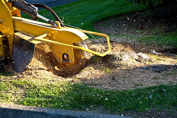 Best Stump Grinding and Removal  in Goldendale, WA